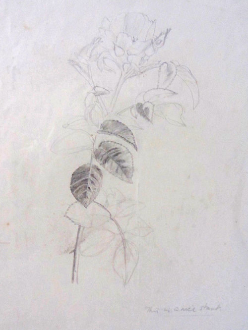 The beginnings of a pencil sketch of a plant.